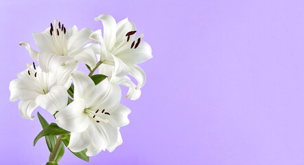 Fototapeta na wymiar Lovely white water lily on a lilac background
