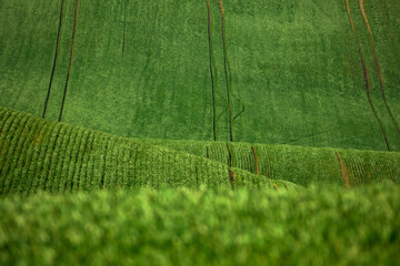 Green lines of rapeseed fields.
