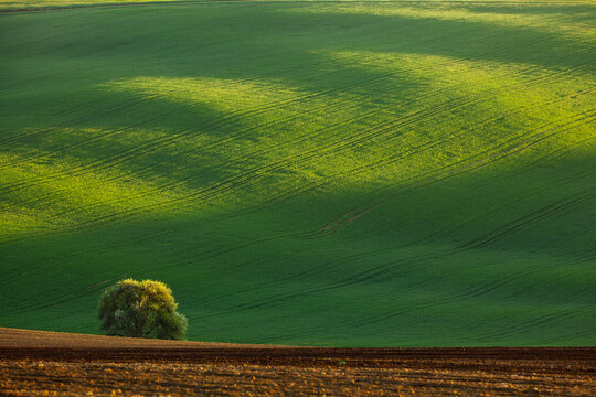 Tree on a background of canola lands.