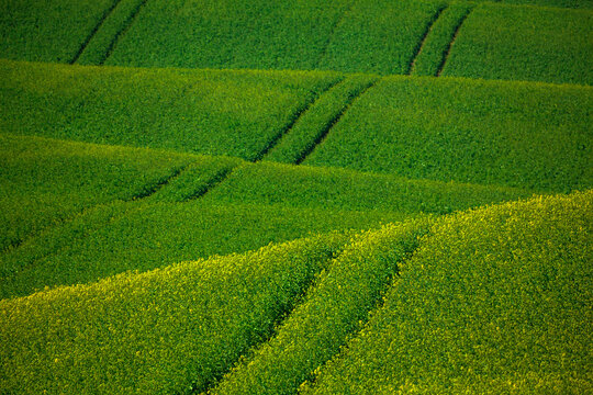 Green waves of canola fields.