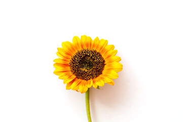 Bright Sunflower on white background. Creative Summer Composition. Close-up