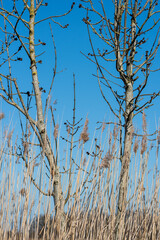 Empe, Netherlands - april 2020