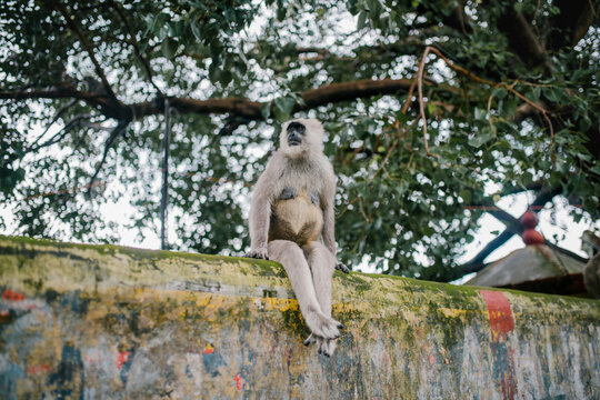 Funny monkey sitting on fence