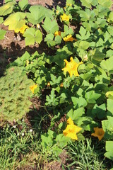green leaves in the garden