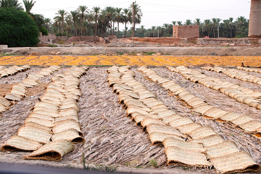 Date Plantation, Khairpur Sindh