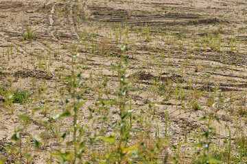 The wasteland is a place to build.