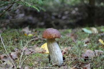 
mushroom boletus on a thick leg in a pine forest