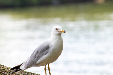 Seagull on tree branch
