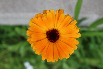 orange flower in the garden