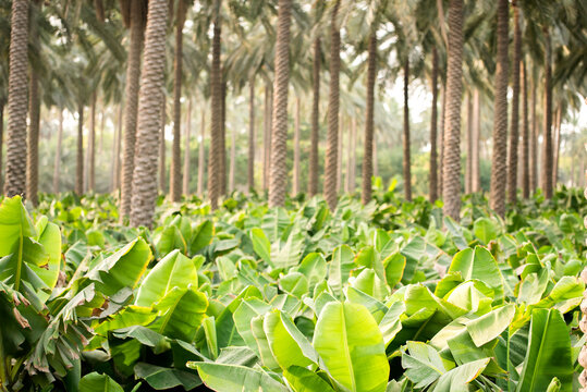 Date Plantation, Khairpur Sindh