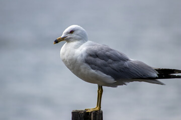 seagull on dock
