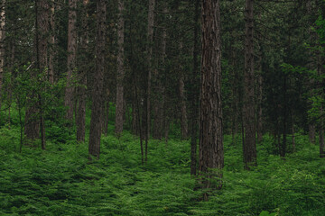 trees in a forest