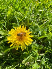 Dandelion Bee