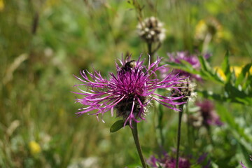 Flockenblume auf Bergwiese