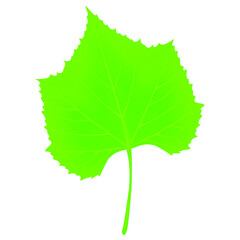 Green leaf of grapes on a white background.