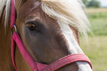 Koń,oczy,grzywa, © darekaprilia