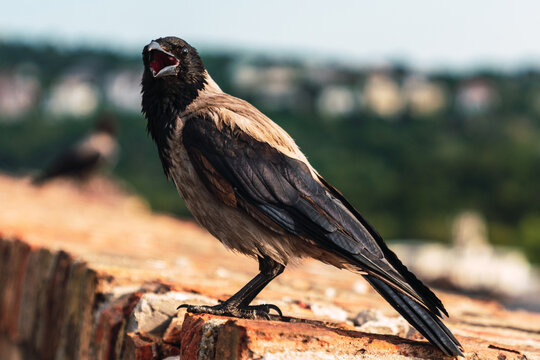 Raven bird in the old part of the city of Budapest