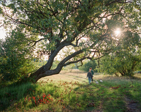 Stylish Couple Walking With Dogs Near A Big Tree