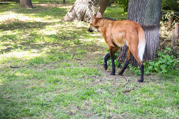 Naklejka na ściany i meble Young Maned Wolf standing in the grass