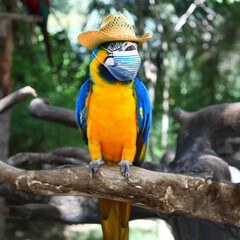 Macaw parrot with medical mask on vacation