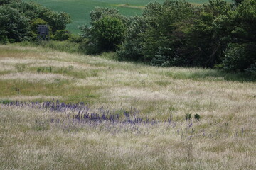 Wild Echium vulgare blooming in Holmhällars raukfält at Gotland island, Sweden