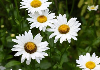 Some white and yellow daisies in the garden.