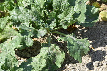 Sugar beets