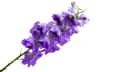 delphinium flower isolated