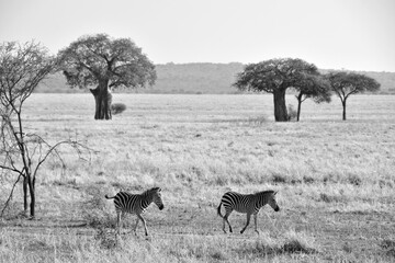 ZEBRAS WALKING ON THE SAVANNAH