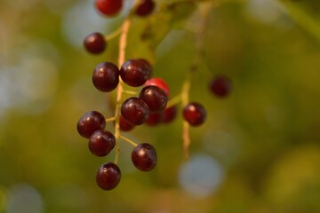 red currant berries