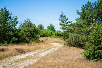 View of a dirt road in a natural meadow covered with grass and low trees