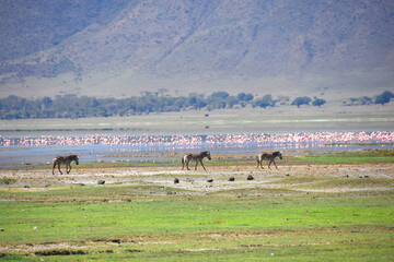 Fototapeta na wymiar Three zebras walking on the edge of a lake full of flamingos