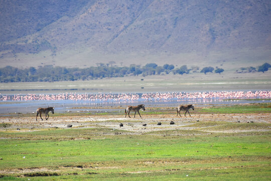 Three zebras walking on the edge of a lake full of flamingos