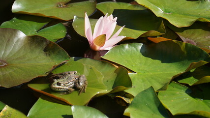 Żaba śmieszka na liściach lilii wodnych