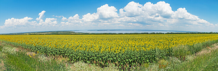 Panoramic view of huge field sunflowers