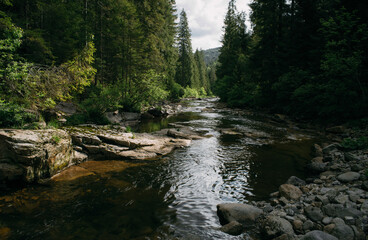 Mountain river flowing through pine tree forest