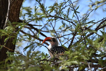 Northern red-billed hornbill in a tree