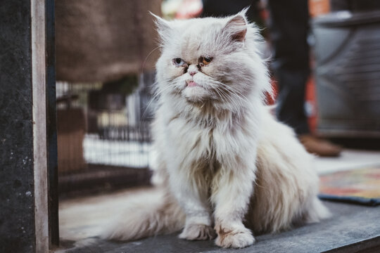 An alternatively beautyful cat.