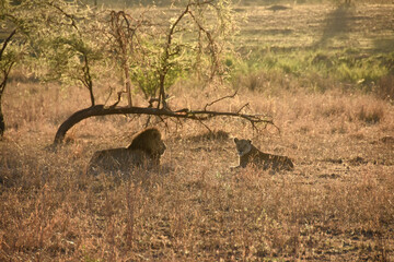 Lion wooing a lioness at sunset