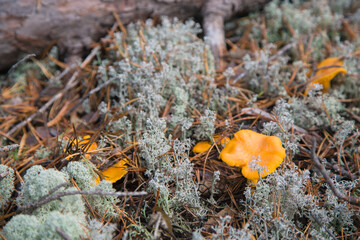 Orange and yellow chanterelle mushrooms growing among the moss.