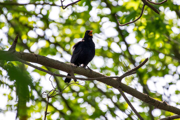Common Blackbird photographed in Germany, in Europe. Picture made in 2019.