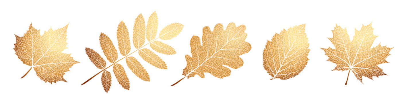 Set of vector texture leaves. Silhouette of plants. Natural elements for season backgrounds, templates, wallpaper, cards, banners. Modern stylish design.