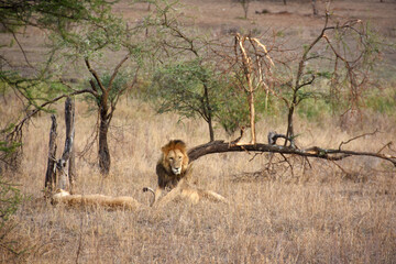 Lion wooing a lioness on the savanna