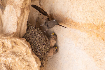 Swallows at the Cathedral of Torrelaguna, Spain