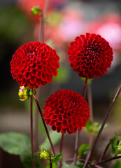 Summer blooms of the pom pom Dahlia Hapet Granet