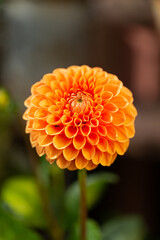Garden pom pom Dahlia Maarn