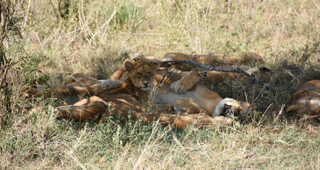 Group of lionesses sleeping with their cubs