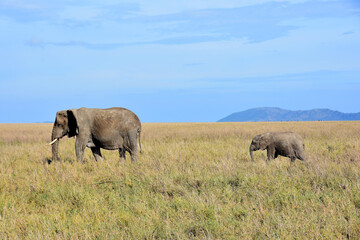 Fototapeta na wymiar Female elephant walking with her cub