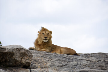 Portrait of a male lion watching on camera on top of a large rock