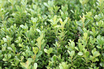 Close-up vegetation, background and texture of green and yellow leaves with bokeh effect